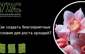 Выращиваете орхидеи? Березовый уголь CarboClean для орхидей