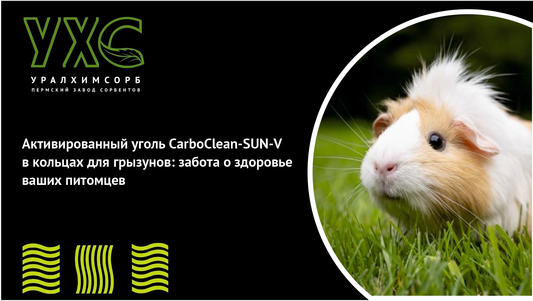 Пермский завод сорбентов "УралХимСорб" расскажет об угле CarboClean-SUN-V в кольцах для грызунов: забота о здоровье ваших питомцев 