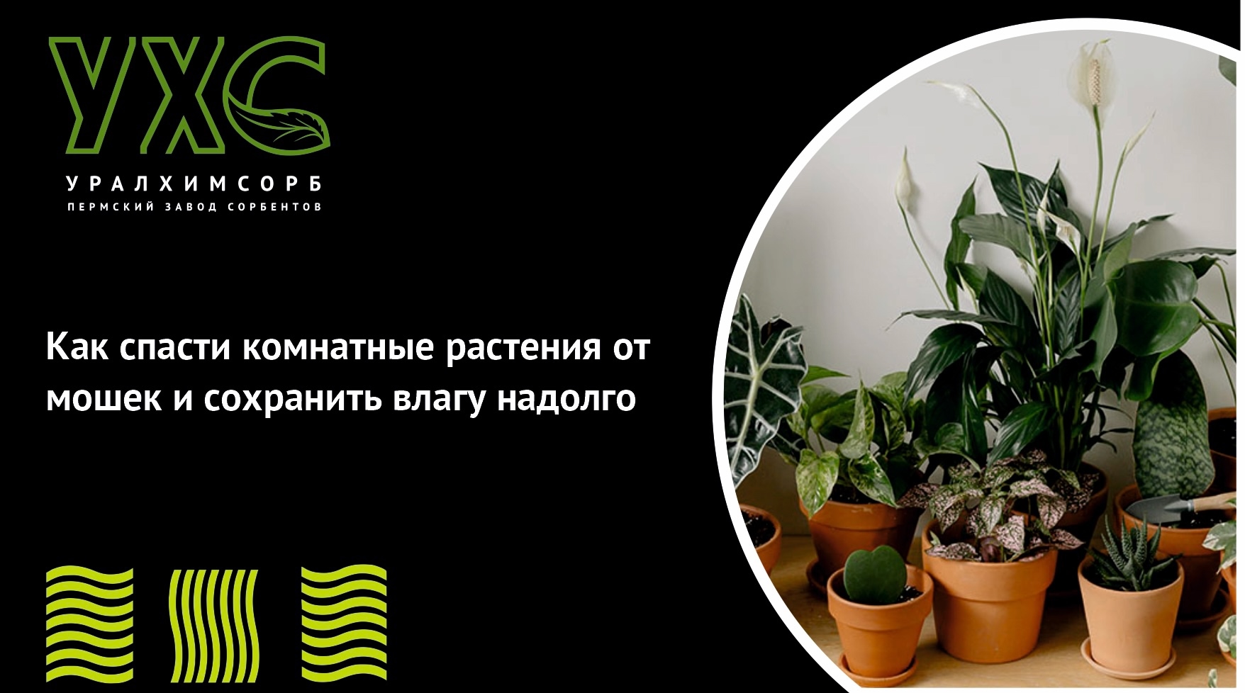 Как спасти комнатные растения от мошек и сохранить влагу надолго